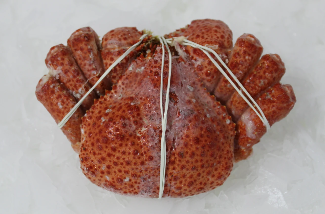 Centollón (Paralomis granulosa) entero amarrado sobre hielo