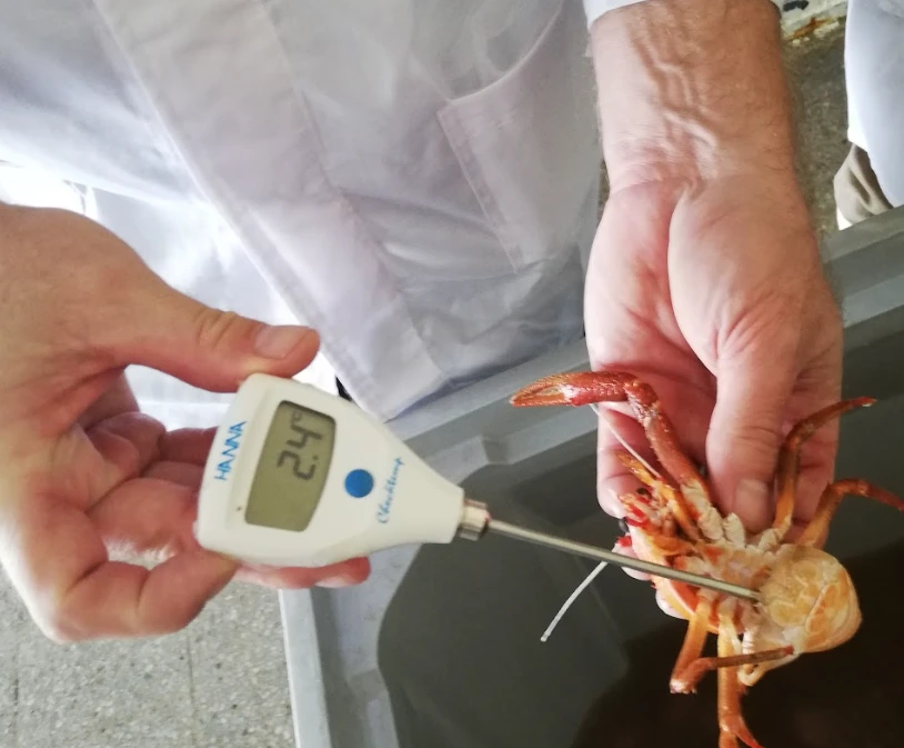 Medición de temperatura en crustáceo