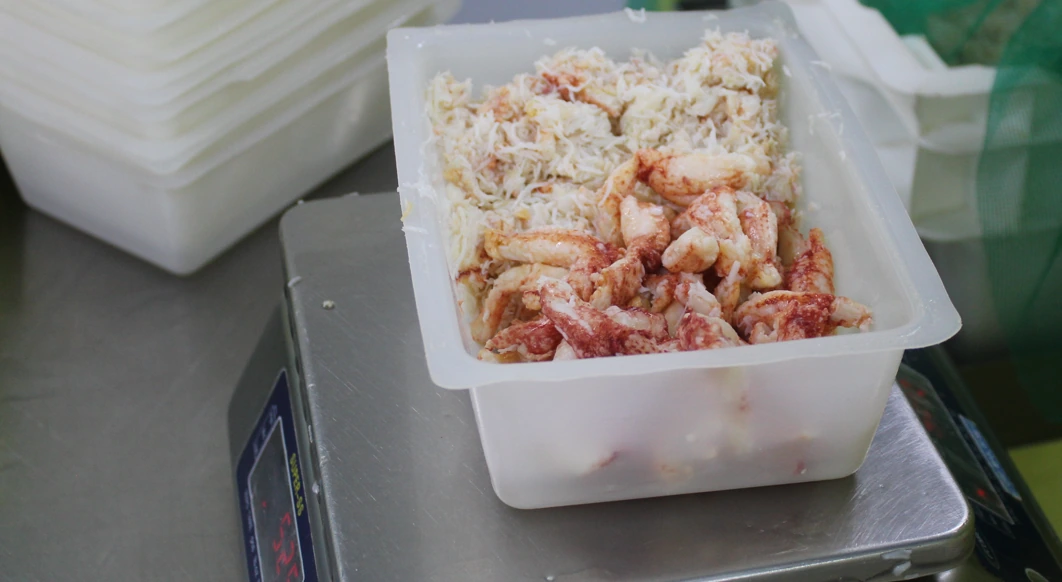 Carne de centolla en bandeja sobre balanza para evaluación de proceso ANPEIX 100 PLUS SP
