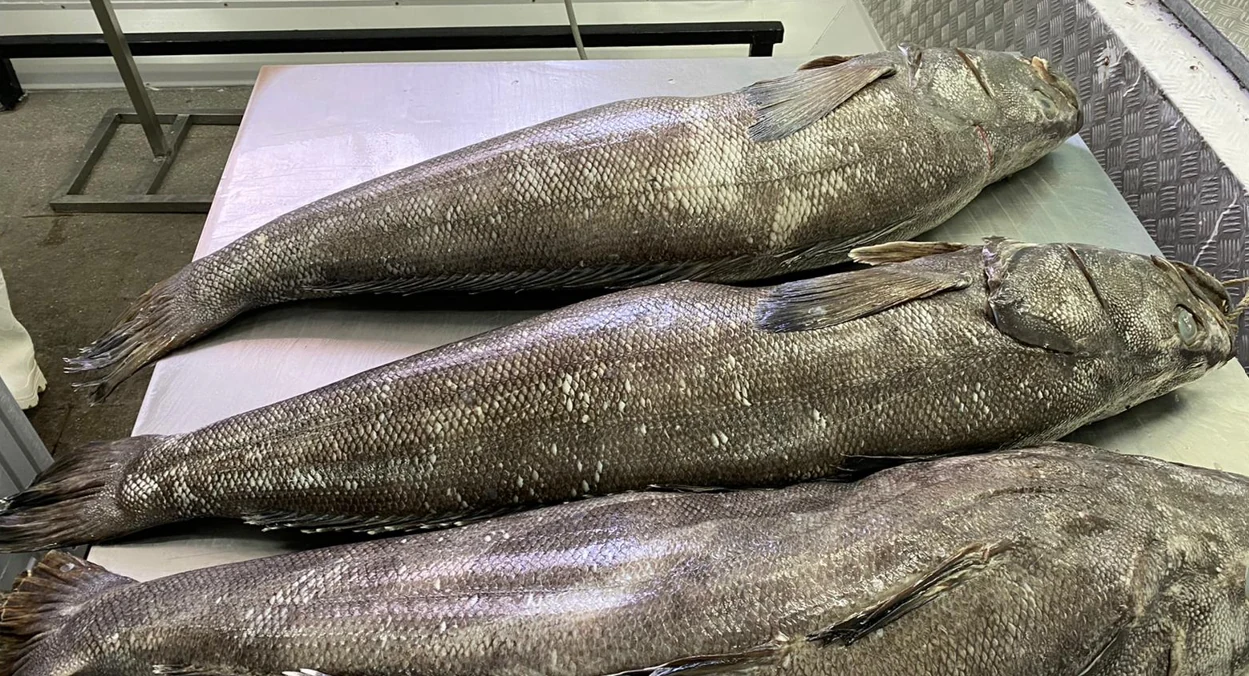 Ejemplares de pesca blanca sobre mesa de proceso para evaluación con ANPEX 200 TG/SP