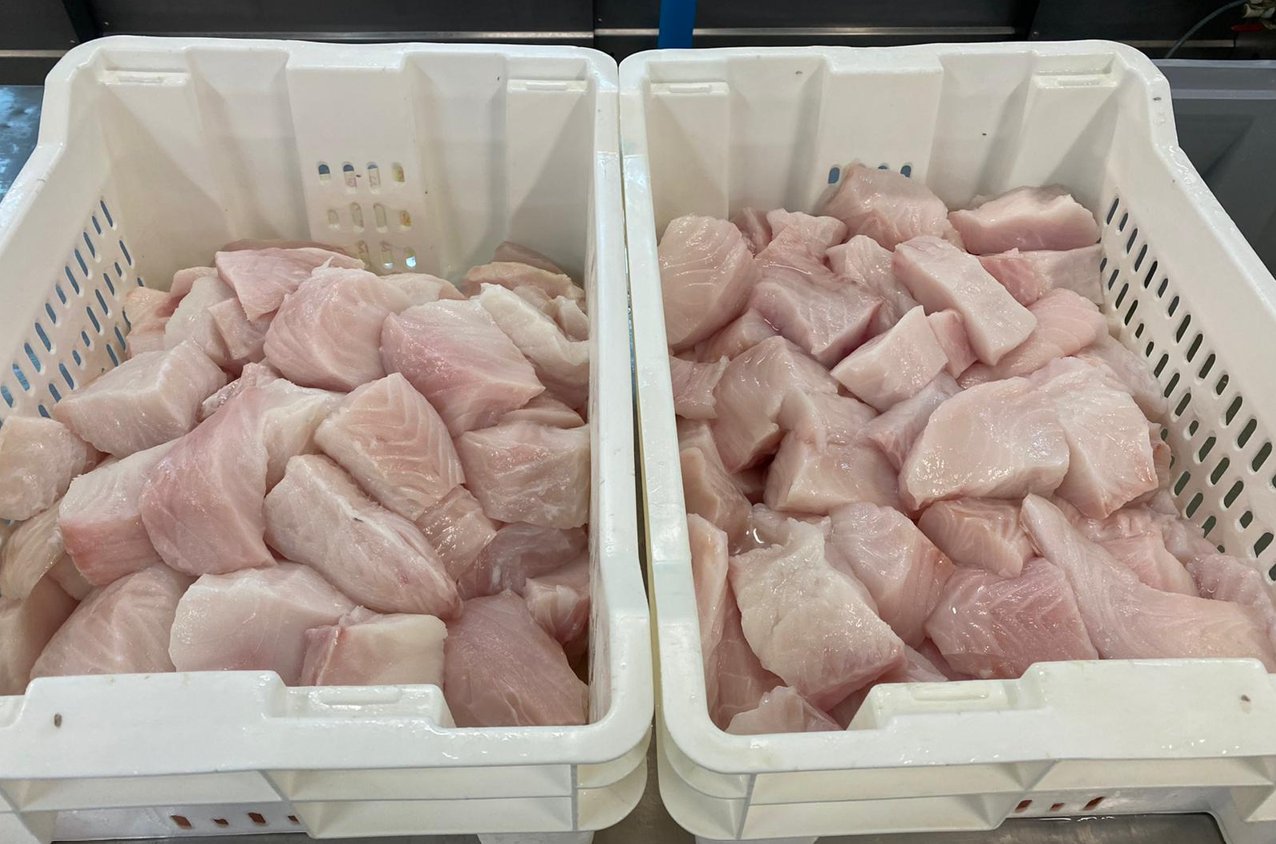 Bandejas con porciones de bacalao preparadas para evaluación con ANPEX 200 TG/SP en planta de procesos