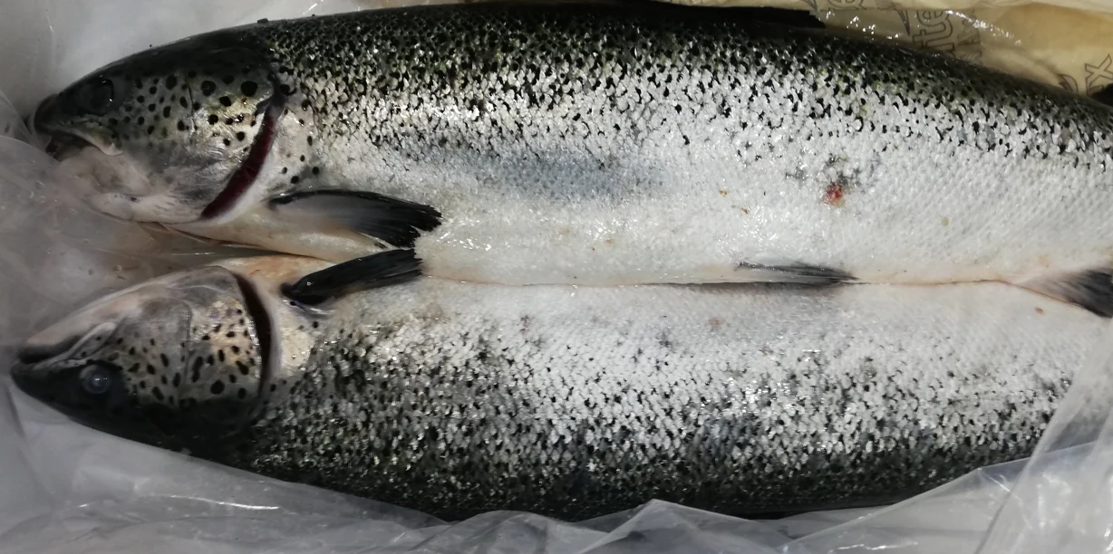 Salmones enteros para evaluación con ANPEX LS MON